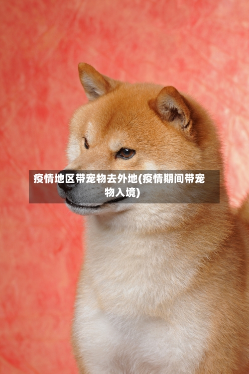 疫情地区带宠物去外地(疫情期间带宠物入境)