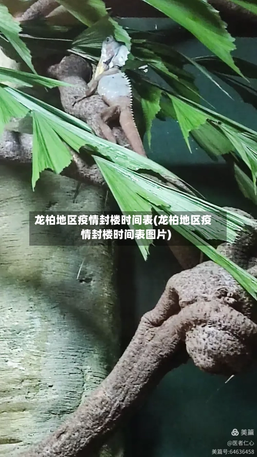 龙柏地区疫情封楼时间表(龙柏地区疫情封楼时间表图片)